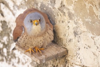 Lesser Kestrel (Falco naumanni) male, Spain