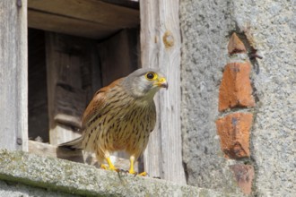Turmfalke, lat. Falco tinnunculus, adultes Männchen steht am Eingang zum Brutkasten in einem