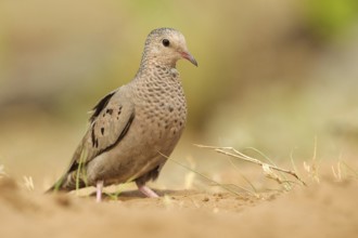 Common Ground Dove (Columbina passerina), Arizona, USA