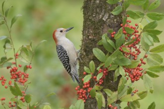 Red-bellied Woodpecker (Melanerpes carolinus) female climbing up tree, Texas, USA