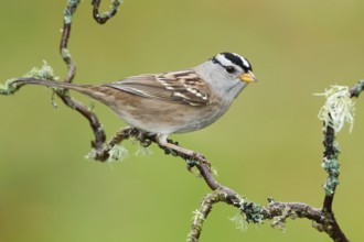 White-crowned Sparrow (Zonotrichia leucophrys), California, USA