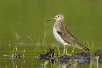 Solitary Sandpiper (Tringa solitaria), Texas, USA