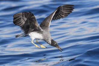 White-eyed Gull (Ichthyaetus leucophthalmus) flying, Eilat, Israel