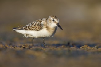 Little Stint (Calidris minuta) foraging, Poland