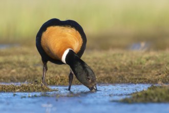 Australian Shelduck (Tadorna tadornoides) male foraging, Victoria, Australia