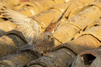 Lesser Kestrel (Falco naumanni) male on a roof, Castile-La Mancha, Spain
