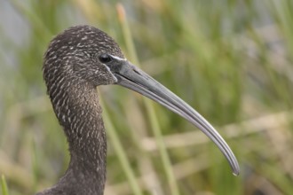 Glossy Ibis (Plegadis falcinellus), Florida, USA