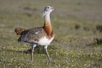 Great Bustard (Otis tarda), Extremadura, Spain