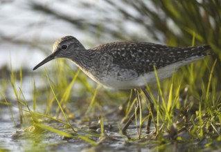 Wood Sandpiper (Tringa glareola), Schleswig-Holstein, Germany