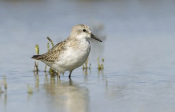 Red-necked Stint (Calidris ruficollis), Victoria, Australia