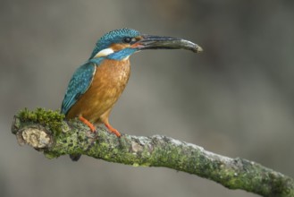 Common Kingfisher (Alcedo atthis) male perched on a branch with a fish in its beak, Lower Saxony,