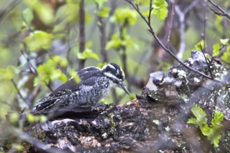 Eurasian Three-toed Woodpecker (Picoides tridactylus) male, Dovrefjell, Norway