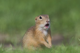 European Ground Squirrel (Spermophilus citellus) standing alert in meadow, Austria