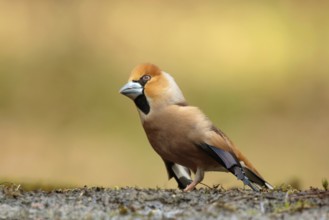 Appelvink bezig met parings dans, Hawfinch busy with mating dance