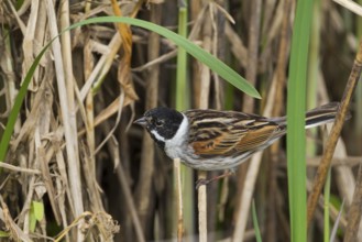 Reed Bunting - Rohrammer - Emberiza schoeniclus ssp. schoeniclus, Germany, adult male