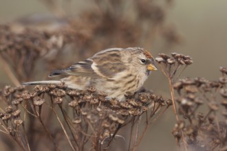 Common Redpoll - Taiga-BIrkenzeisig - Carduelis flammea flammea