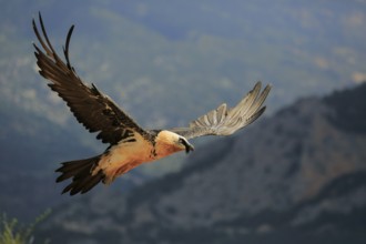 Bearded vulture / Lammergeier (Gypaetus barbatus) flying, Solsona, Lleida, Spain
