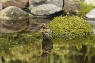 Song Thrush (Turdus philomelos), Lower Saxony, Germany