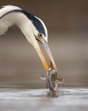 Grey Heron (Ardea cinerea) with fish prey in its beak, Hungary