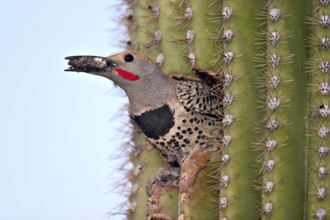 Gilded Flicker Colaptes auratus Tucson, Pima County, Arizona, United States 26 April Adult Male