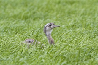 Greater Rhea (Rhea americana) perched in a corn field, Mecklenburg-Western Pomerania, Germany