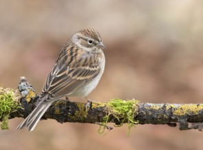 A fall plumage Chipping Sparrow, Spizella passerina, perched in Saskatoon, Saskatchewan, Canada