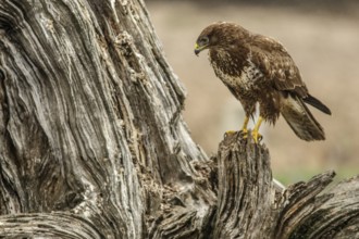 Common Buzzard (Buteo buteo), perched on a trunk, Castile and Leon, Spain
