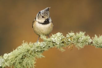 European Crested Tit (Lophophanes cristatus), perched on a branch, Galicia, Spain