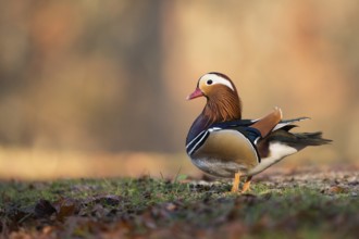 Mandarin Duck (Aix galericulata) male, North Rhine-Westphalia, Germany