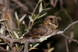 Meixcan Whip-poor-will Antrostomus arizonae Huachuca Mountains, Cochise County, Arizona, United