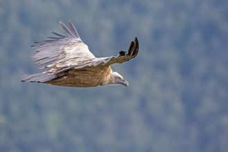 Griffon Vulture (Gyps fulvus) flying, Spain