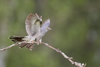 Common Cuckoo (Cuculus canorus) male, Saxony-Anhalt, Germany