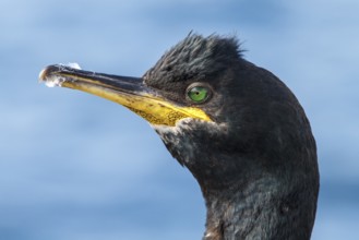European Shag (Phalacrocorax aristotelis) adult portrait, Farne Islands, United Kingdom
