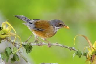 Rufous-backed Robin Turdus rufopalliatus El Tuito, Jalisco, Mexico 12 June Adult Turdidae