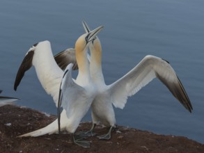 Northern Gannet (Morus bassanus) pair displaying, Schleswig-Holstein, Germany