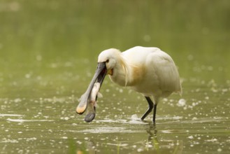 Eurasian Spoonbill (Platalea leucorodia) eating fish prey, Serbia