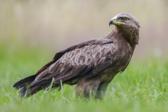 Lesser Spotted Eagle (Clanga pomarina) on grassland, Poland