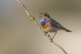 Bluethroat (Luscinia svecica cyanecula) male singing, Poland