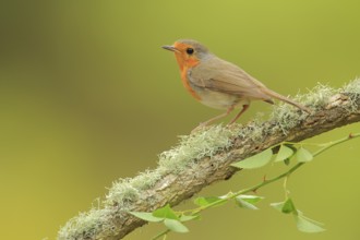 European Robin (Erithacus rubecula) perched on a branch, Andalusia, Spain