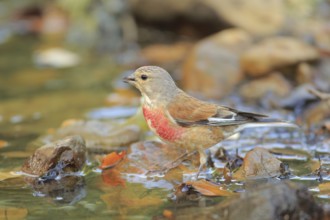 Common Linnet (Linaria cannabina) male at waterhole, Andalusia, Spain