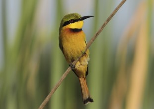 Little Bee-eater (Merops pusillus), Gambia