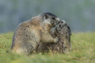 Alpine Marmot (Marmota marmota) two adult playing and fighting, High Tauern National Park,