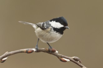 Coal Tit (Periparus ater), Rhineland-Palatinate, Germany