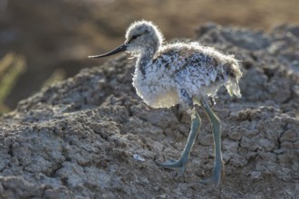 Pied Avocet (Recurvirostra avosetta) juvenile, Lesvos, Greece