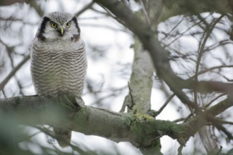Northern Hawk-Owl (Surnia ulula), Saxony, Germany