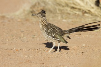 Greater Roadrunner (Geococcyx californianus), Arizona, USA