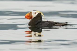 Tufted Puffin (Fratercula cirrhata) swimming on the ocean near the coast of Washington State, USA