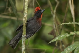 Sooty Ant Tanager (Habia gutturalis) perched on a branch in the mountains of Colombia, South