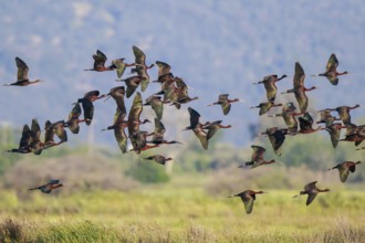 Glossy Ibis (Plegadis falcinellus) group flying, Lesvos, Greece