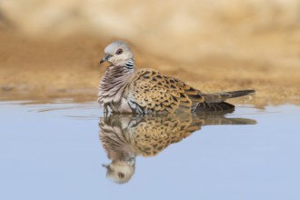European Turtle Dove (Streptopelia turtur) bathing, Negev, Israel